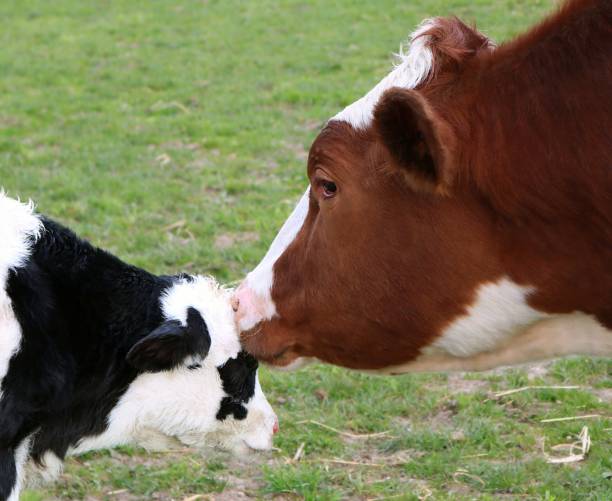 istock Red and white cow licking newborn black and white Holstein 1256870568