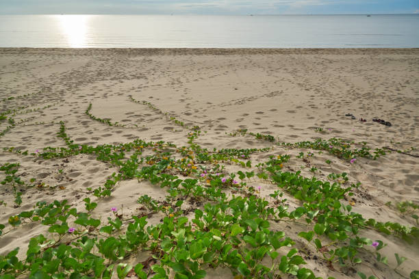 istock Morning glory plant on the beach 1256870579