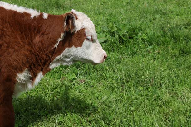 istock Rust and white young calf in the meadow on a sunny day 1256870631
