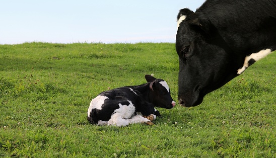 Close-up of curious Holstein heifer's face looking at tiny little newborn calf laying in the green grass