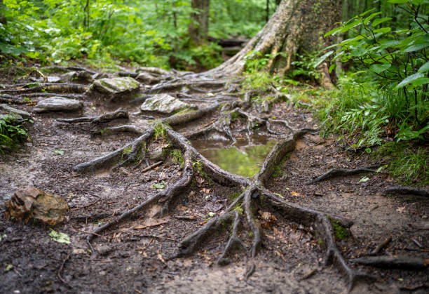 Roots In Raining Roots And Rain Stock Photos, Pictures & Royalty-Free Images - iStock