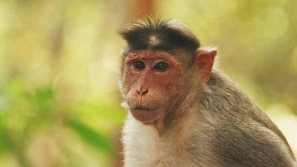 istock Goa, India. Bonnet Macaque - Macaca Radiata Or Zati. Close Up Portrait. Monkey Eats Leaves 1256872391