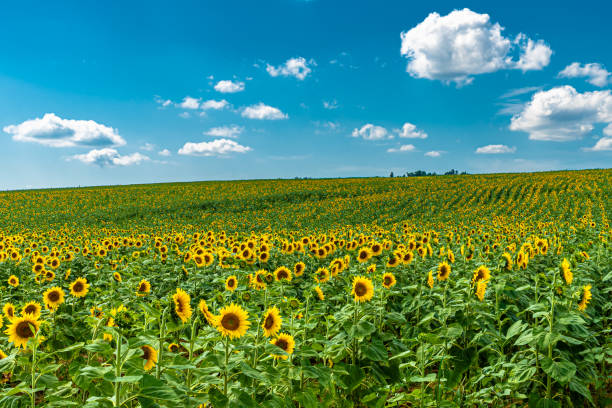 istock Sunflower Fields (Heliantus) in the umbrian countryside 1256874921