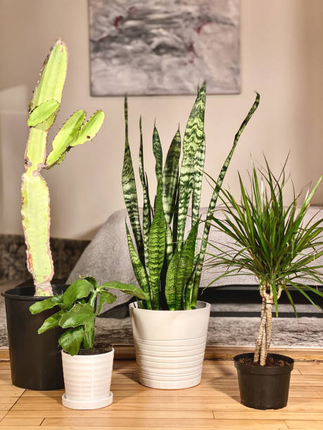 istock House Plants in the City 1256876171