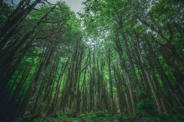 Turkey, the only old boxwood forest (simsir ormanlari) in Camlihemsin, Rize, Türkiye