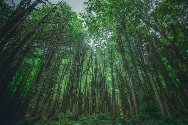 Photo of The buxus forest ( Şimşir Ormanı ) from Rize, Turkey - Pinterest