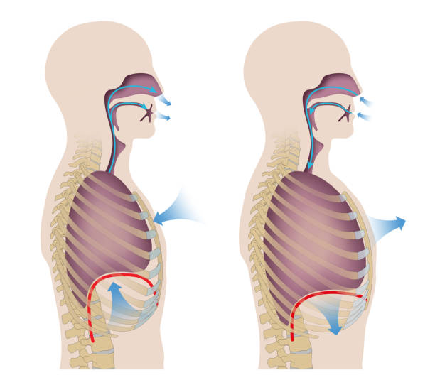 Human respiration Human respiration (Inhalation and Exhalation). The processes of inspiration (breathing in) and expiration (breathing out) exhaling stock illustrations