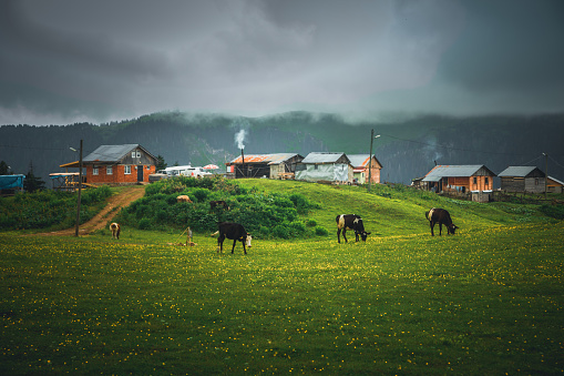 Cows or cattle grazing on a green meadow field against beautful nature landscape view at Badara Plateau and Highland Houses and cows in Senyuva, Çamlıhemşin, Rize in Black sea region of Turkey on sunny summer morning.