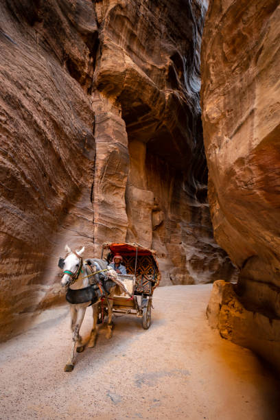 Petra, Jordan - December 12, 2012:Bedouins with their carriage drawn by horses carrying tourists to the fantastic gorge of the Siq in Petra.Petra is one of UNESCO heritage.The spectacular road that goes to Petra is more than a kilometer long.