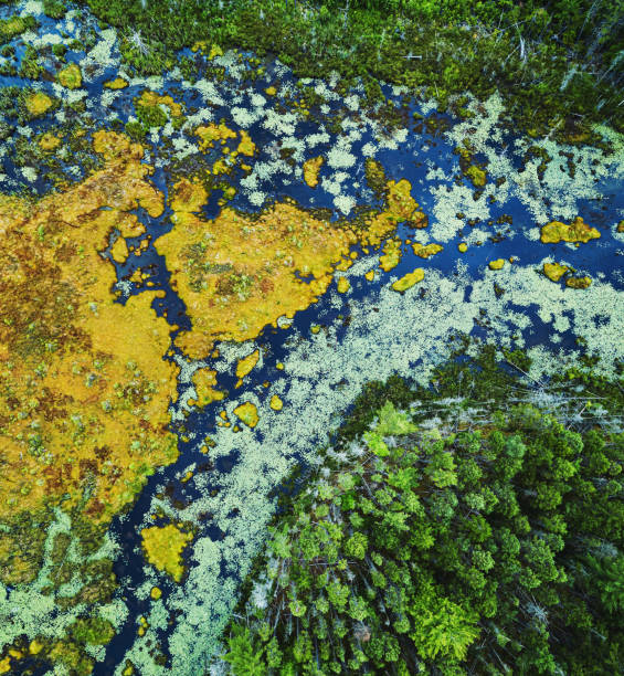 istock Aerial View of Wetland 1256880743