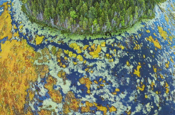istock Aerial View of Wetland 1256880746