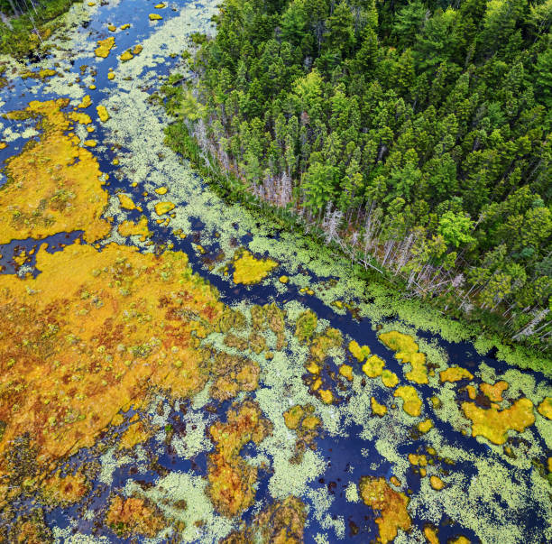 istock Aerial View of Wetland 1256880749