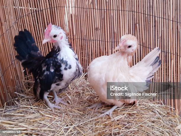 Chicken Serama Dwarf Chickens Stock Photo - Download Image Now - Bantam, Chicken - Bird, Animal