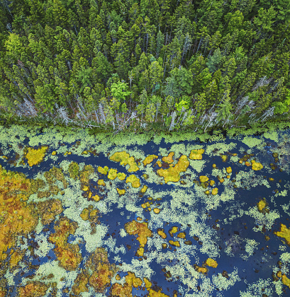 Looking down on a wetland area in evening light.