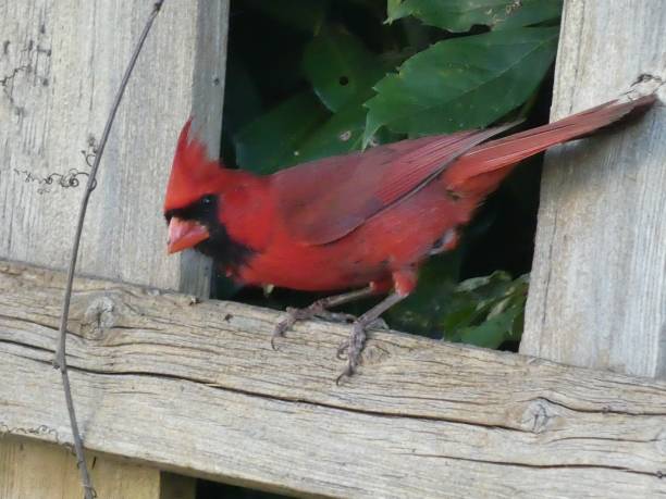 istock Cardinal on fence 1 1256880899