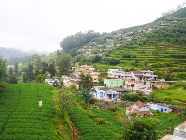 istock THE TEA PLANTATIONS IN OOTY, INDIA 1256882192