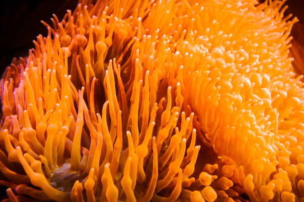 Sea anemone close-up view in ocean. Heteractis magnifica