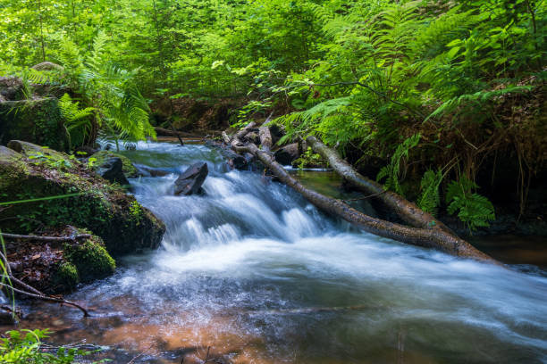 pfälzerwald - kaiserslautern stock-fotos und bilder