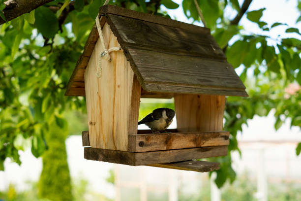 istock Tit sitting on a bird feeder made from wood. 1256884801