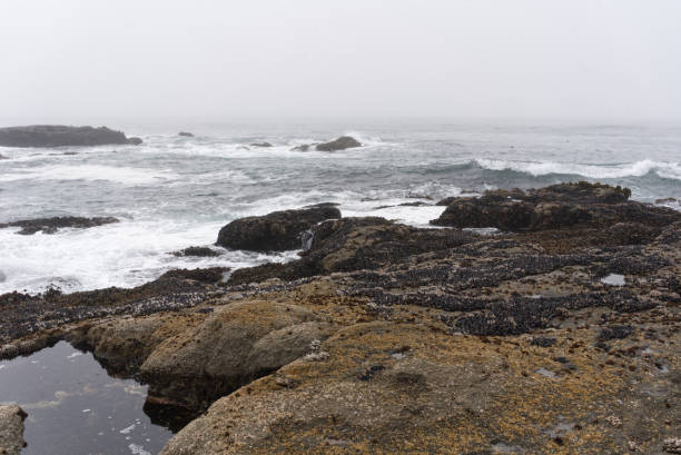 istock Botanical Beach Provincial Park on a foggy day 1256885504