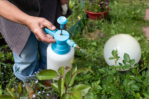 Protecting plant from bugs and insects with pressure sprayer in the garden