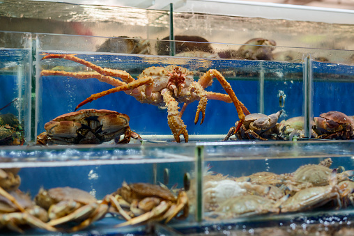 Huge and small crabs in aquariums. Live seafood for sale at a Chinese market.