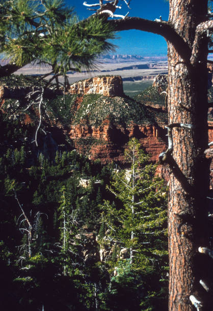 istock Grand Canyon NP North Rim - View Framed by Trees - 1998 1256887109