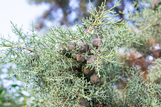 cyprès de l’arizona (cupressus arizonica) comme arbre ornemental. - cypress tree photos photos et images de collection