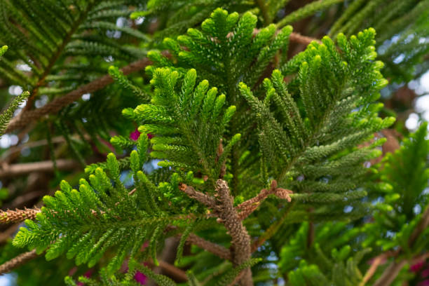 Araucaria evergreen coniferous tree branch with needle-like leaves. Araucaria evergreen coniferous tree branch with needle-like leaves. araucaria heterophylla stock pictures, royalty-free photos & images