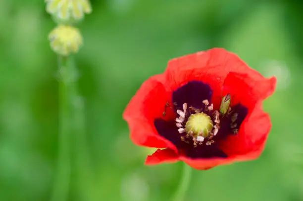 Close up of flower of red poppy papaver rhoeas showing flower parts and green bug with out of focus background of green foliage and poppy seed heads