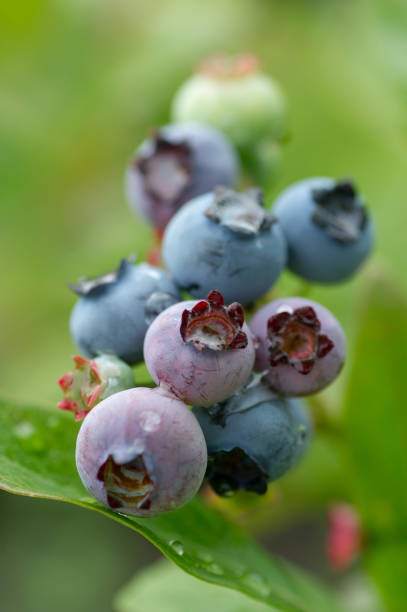 istock Blueberries in different stages of ripening on fruit bush 1256887237