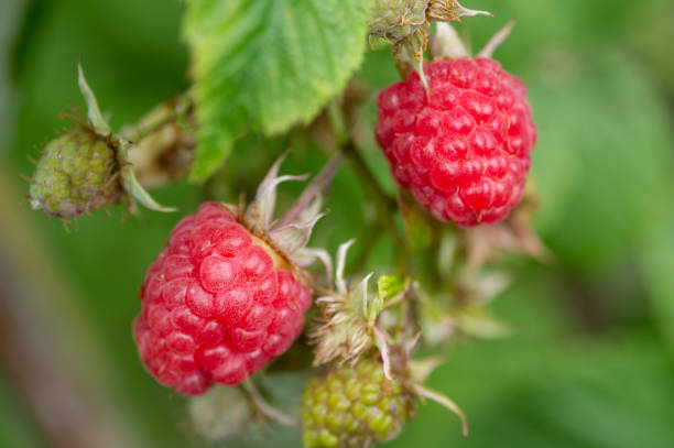istock Bunch of raspberries ripening on fruit bush 1256887246