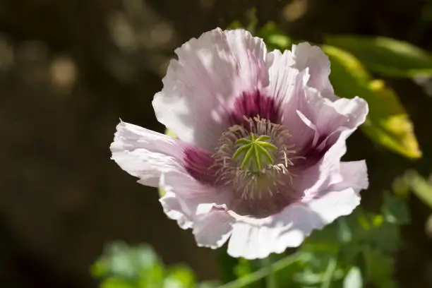 Pink Opium poppy in flower in a garden