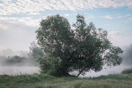 Mystical landscape at sunrise. Big willow tree by the river in the fog.