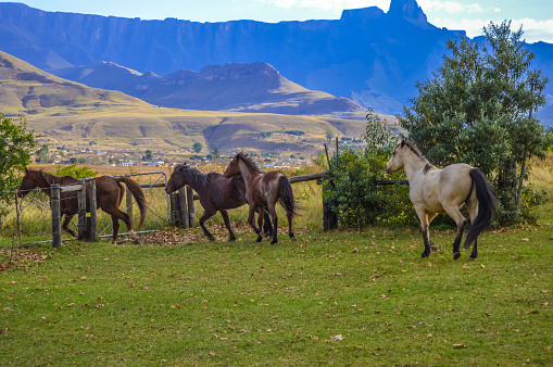Horse riding in Drakensberg escarpment pasture Maluti mountains in South Africa