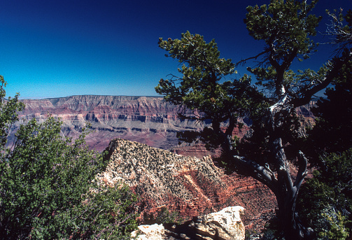 Grand Canyon NP North Rim - Canyon View & Pinion Pine - 1998. Scanned from Kodachrome slide.
