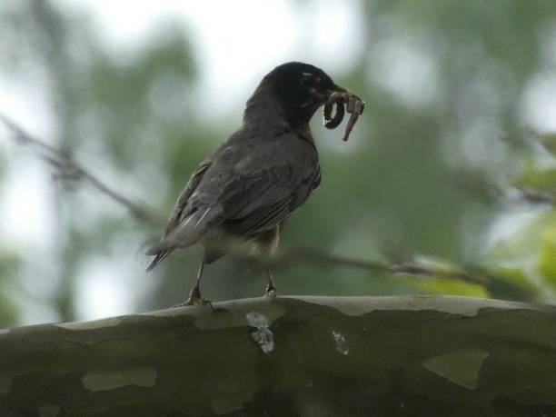istock Robin with a Worm on A Tree Branch 6 1256888386