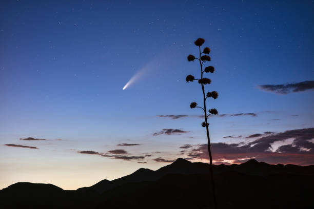 Comet Neowise in the night sky Comet Neowise streaks across the night sky in the Tonto National Forest near Phoenix, Arizona. meteor photos stock pictures, royalty-free photos & images
