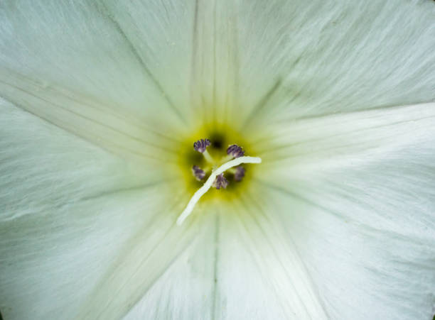 istock Full frame shot of white flower 1256889030