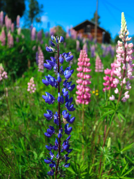 istock Wild lupine flowers 1256891626
