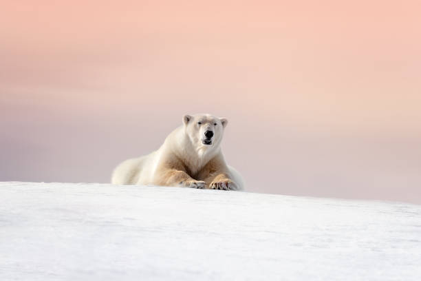 oso polar macho adulto descansando sobre la nieve de svalbard al atardecer - polar bear arctic global warming ice fotografías e imágenes de stock