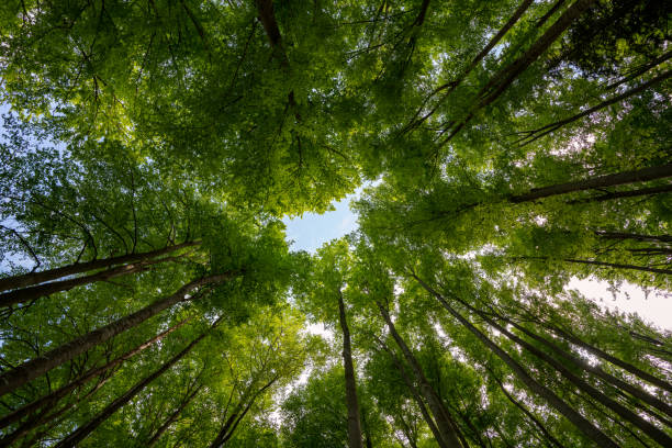 istock Low angle view of trees in the forest 1256891834