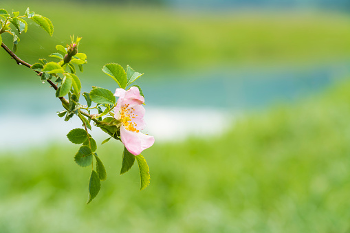 Growth of blooming wild rose with drops of rain against green background