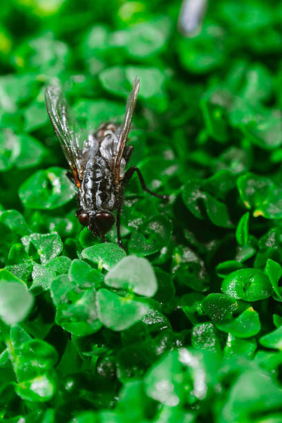 istock fly on green sprouts of chia close up 1256894660