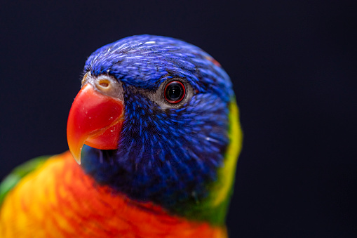 Side/front view macro close-up of a single vibrant Rainbow lorikeet (Trichoglossus Haematodus) tidying and cleaning chest feathers with its beak, shallow DOF