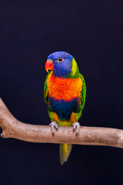 Parrot Trichoglossus moluccanus on wooden perch Parrot Trichoglossus moluccanus on wooden perch. lory photos stock pictures, royalty-free photos & images