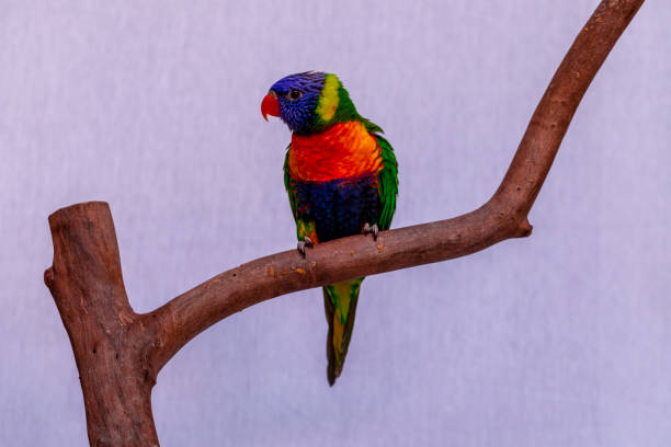 istock Parrot Trichoglossus moluccanus on wooden perch 1256897033