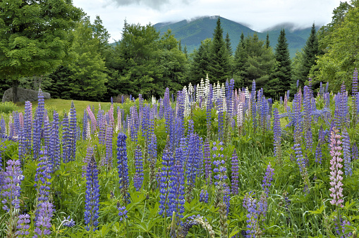 Springtime in rural Sugar Hill, New Hampshire. Field of colorful blue, pink and white lupine flowers with fog lifting from nearby mountains in Franconia Notch.