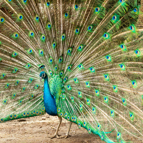 Closeup head of beautiful peacock, background with copy space, full frame horizontal composition