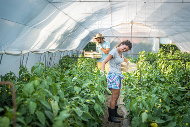 jeune couple de famille satisfait cueillant le poivre dans les paniers dans la serre et souriant pour des légumes qu’ils ont plantés comme petite entreprise et se tournant vers la nourriture biologique saine et naturelle croissante - small business enjoyment growth planning photos et images de collection